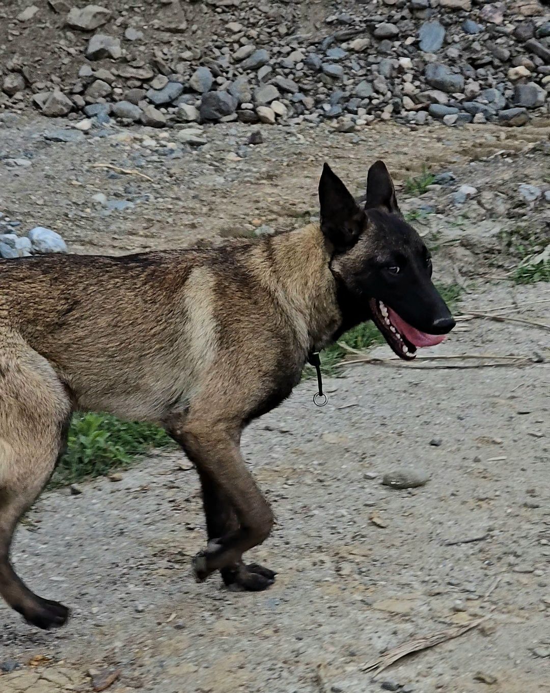 Ciobănesc Belgian malinois femela