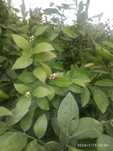 Limon koʻchatlari kelishilgan narhlarda