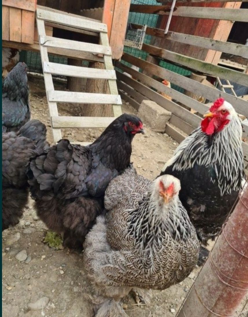 Vând pui brahma 3 săptămâni