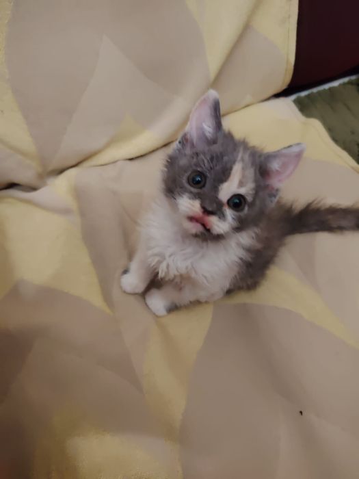 Селкирк рекс котята 1,5 месяца