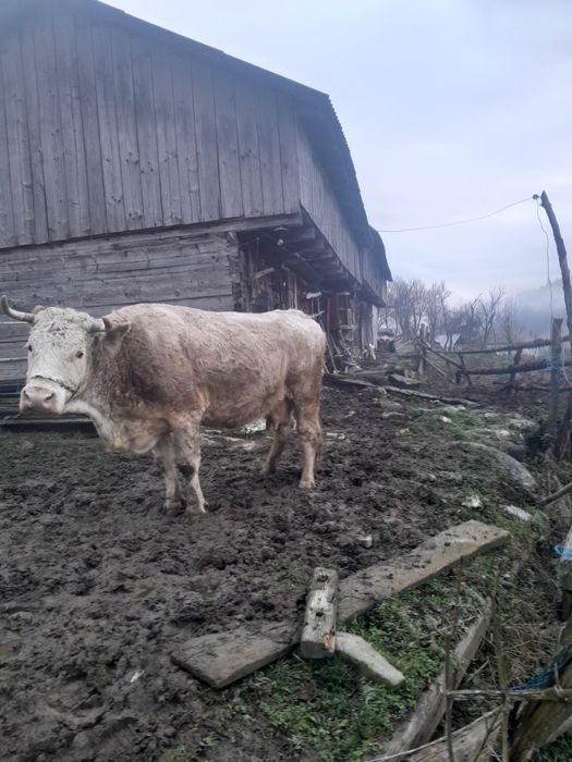 Vând vacă de 6 ani