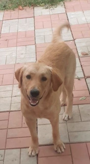 Metisi labrador pui, gratuit