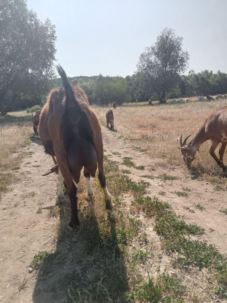Capre și ieduțe alpin, sanen, metis nubian