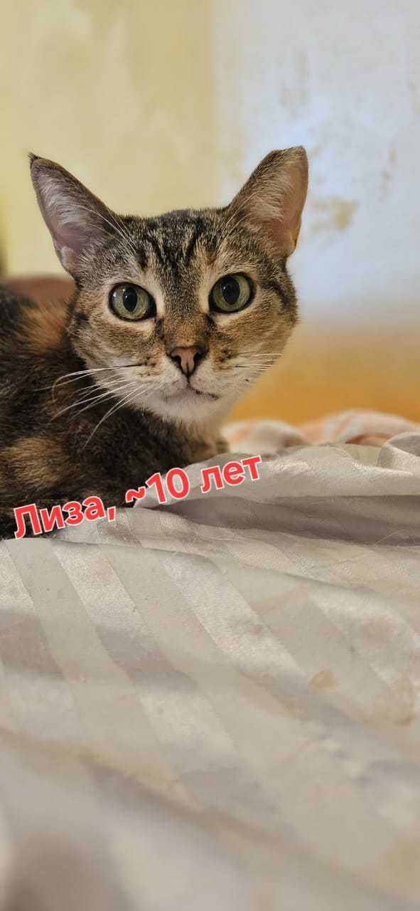 Кошки в добрые руки