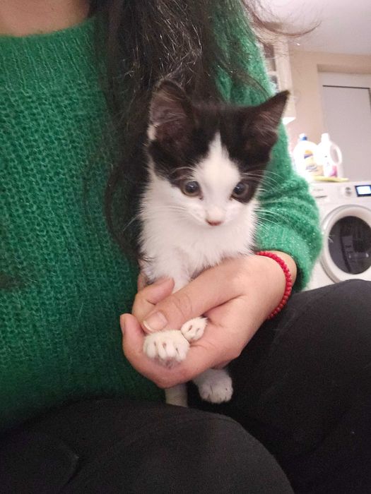 Подарявам 2 малки котенца