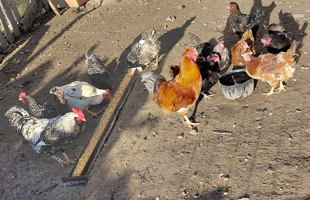 Găini rasă mixtă
