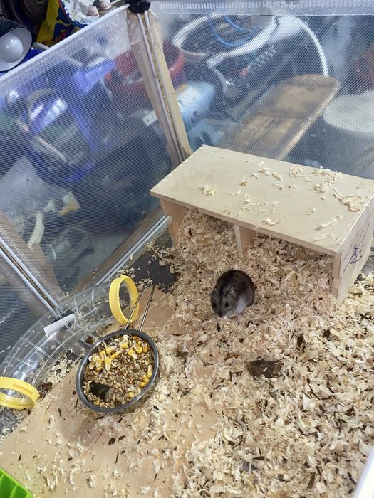 Hamsteri jucăuși