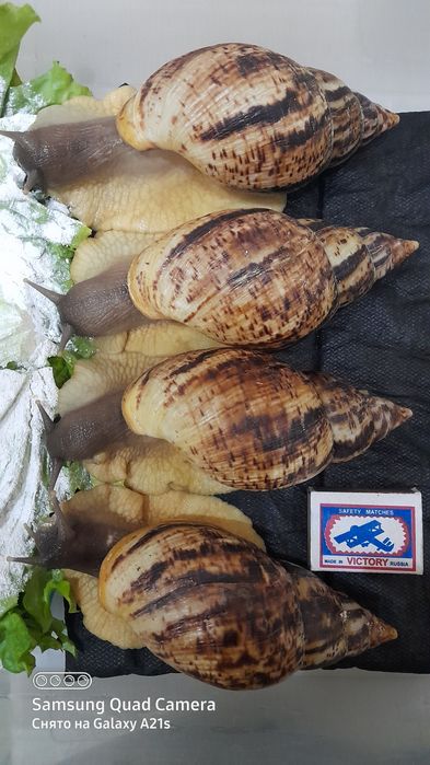 Улитки ахатина ретикулята