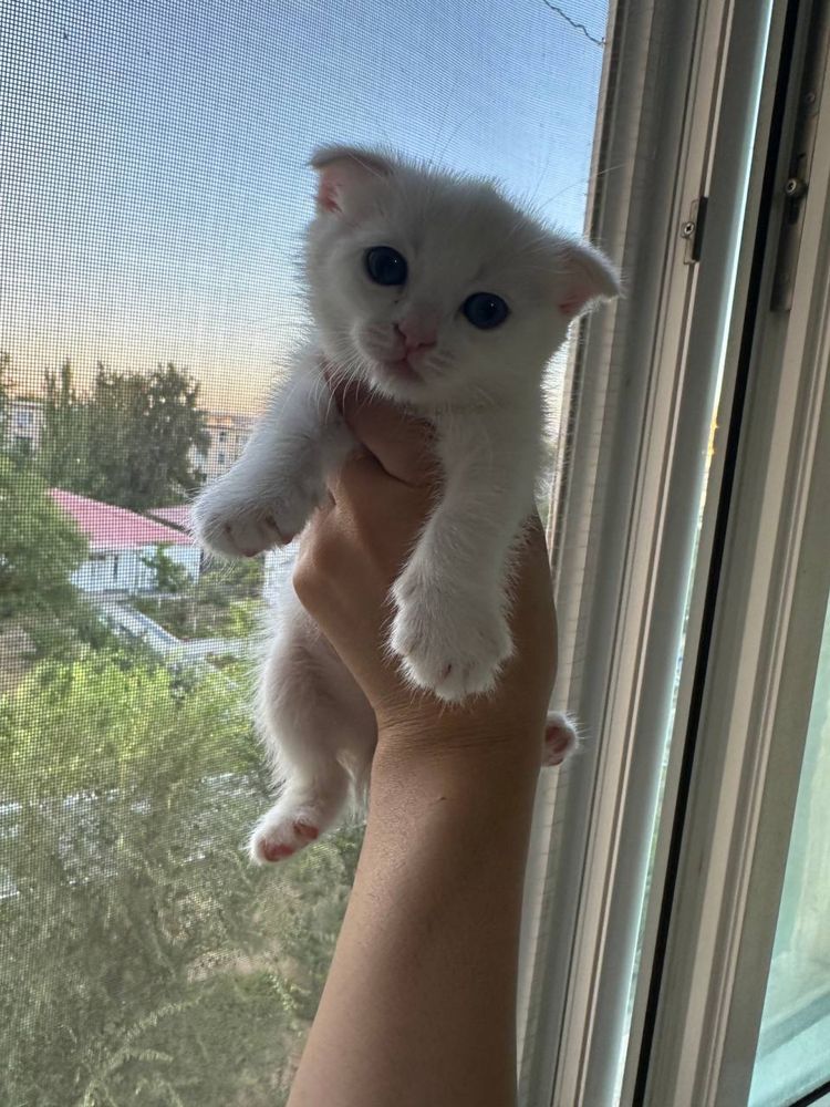 Кошки Скоттиш Фолд чистая порода
