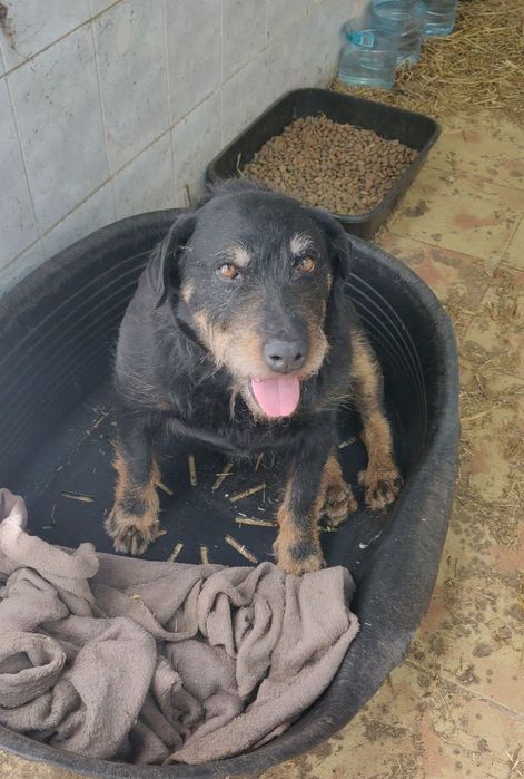 Jagdterrier pentru adopție