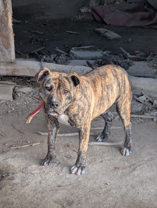 Питбул,месеца, ваксина, паспорт мъжки