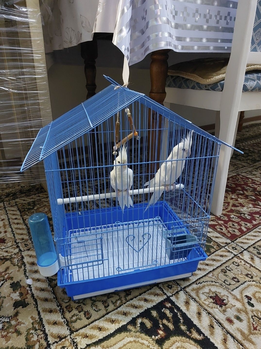 Кореллы белые пара с клеткой