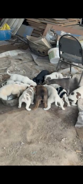 Кушыктер бар. Туылган