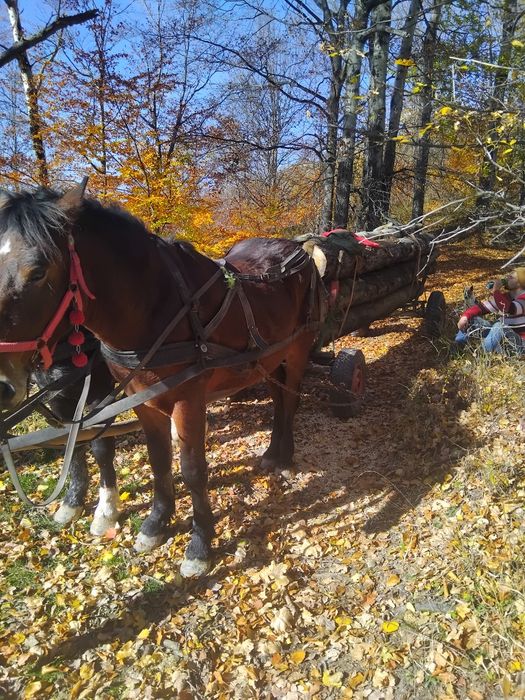 Vând mânz de un an jumate