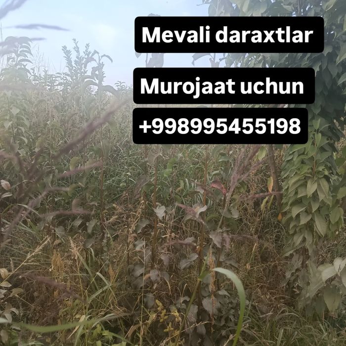 Mevali daraxtlar hammasi kafolatlanadi