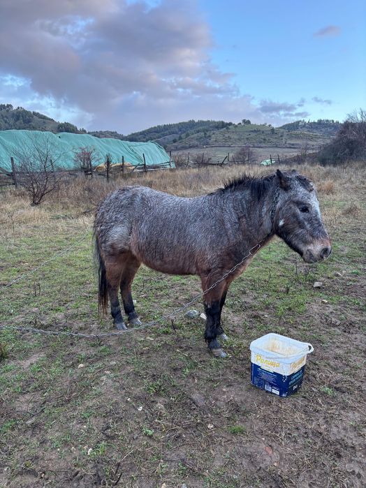 Женско Пони заплодено