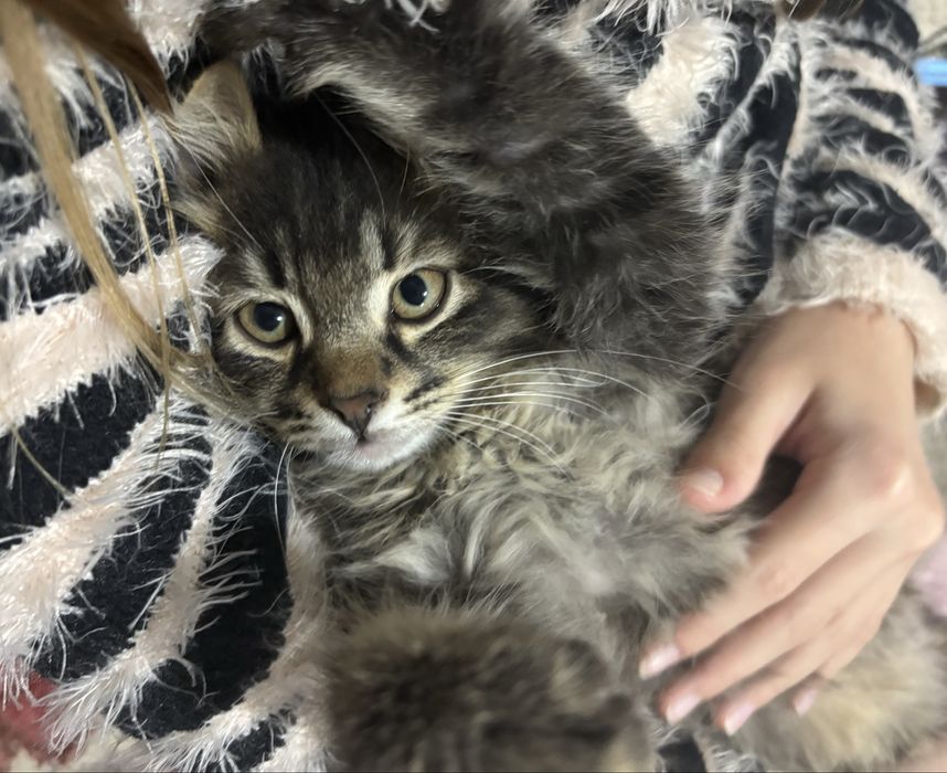 Отдаем красивого котеночка