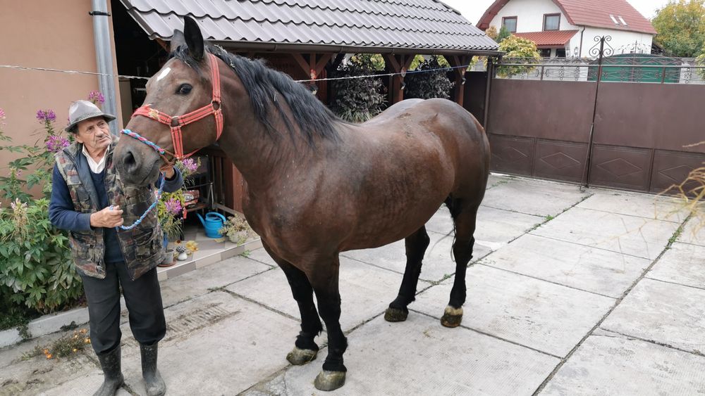 Iapă de vânzare, de 4 ani