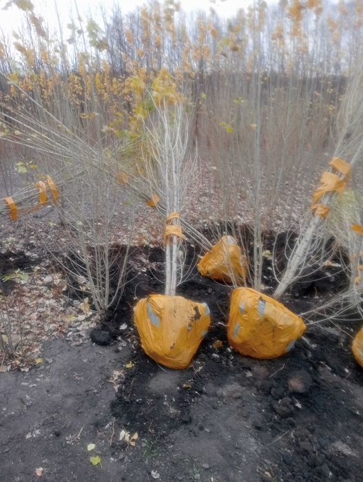 Саженцы, сосна,ель, клен,клен татарский,вяз,яблоня , берёза, акация