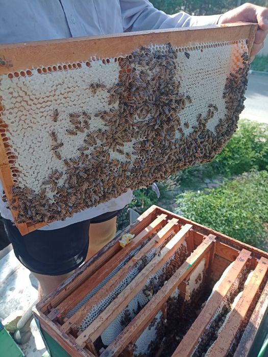 Fagure cu miere de armurariu