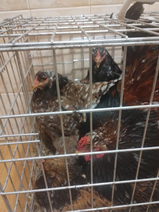 Família de brahma portelan