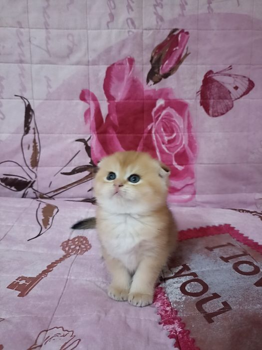 Британский короткошерстные