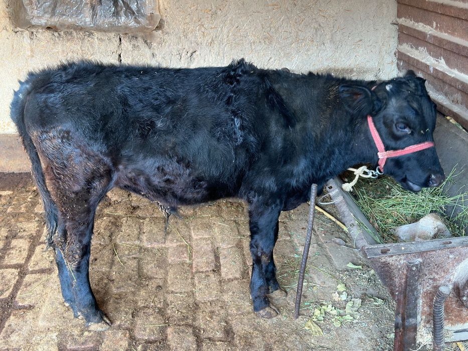 Буқача сотилади.