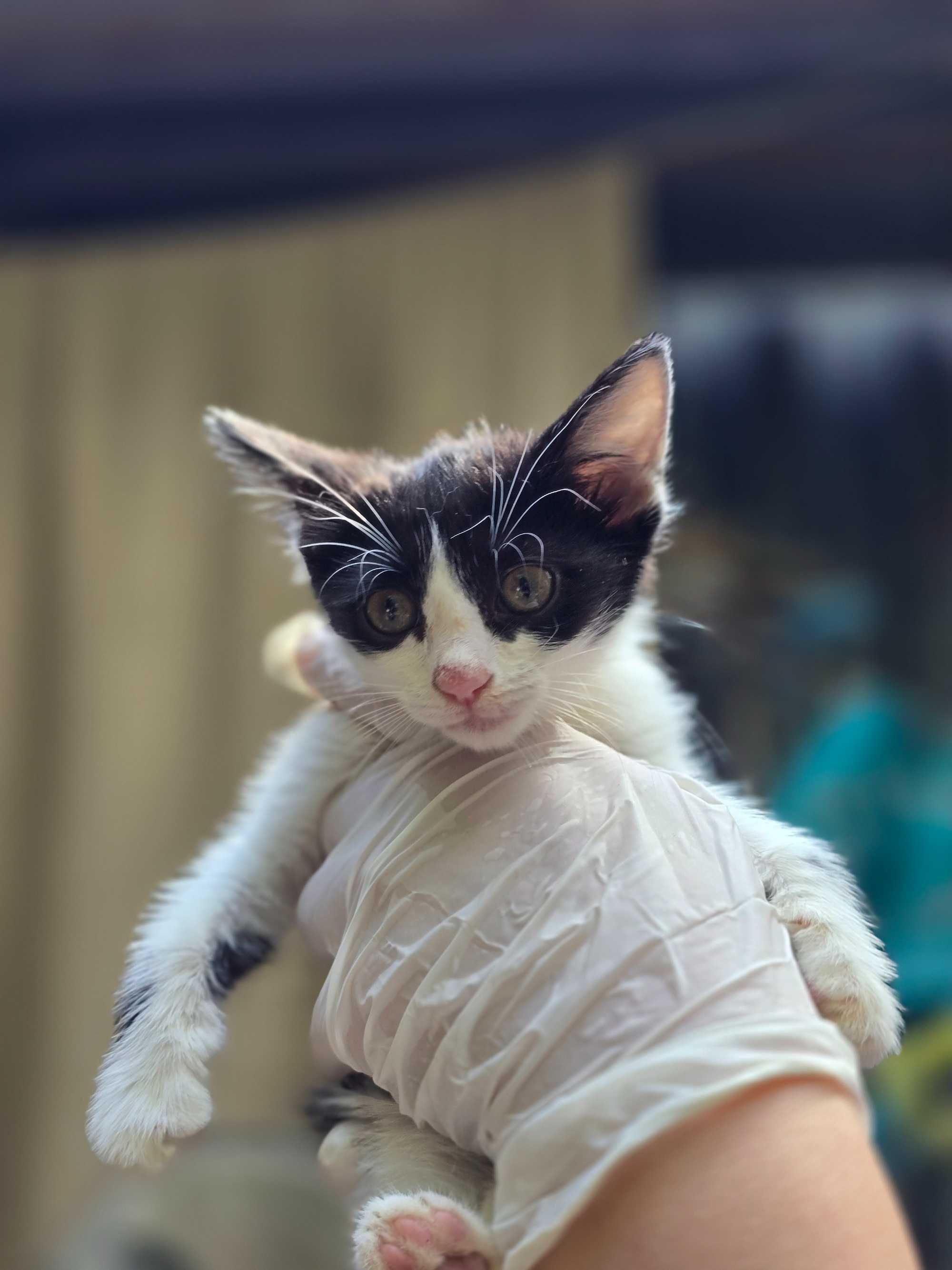 Чёрно-белые котята, 1-2 месяца