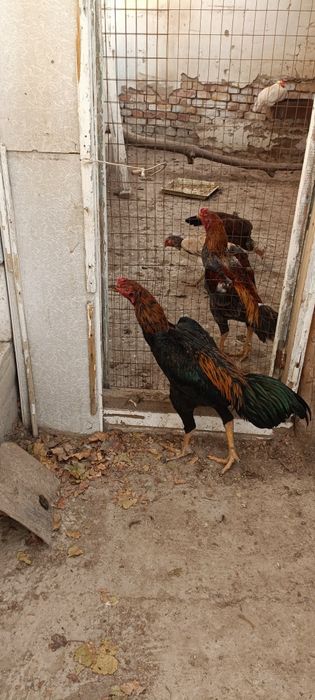 Ишкивозига сотилади