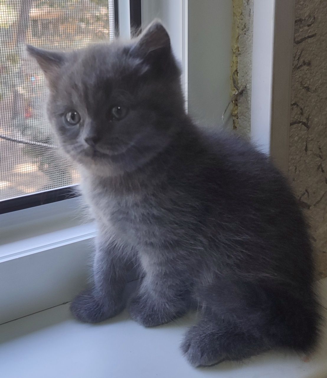 Продается котенок
