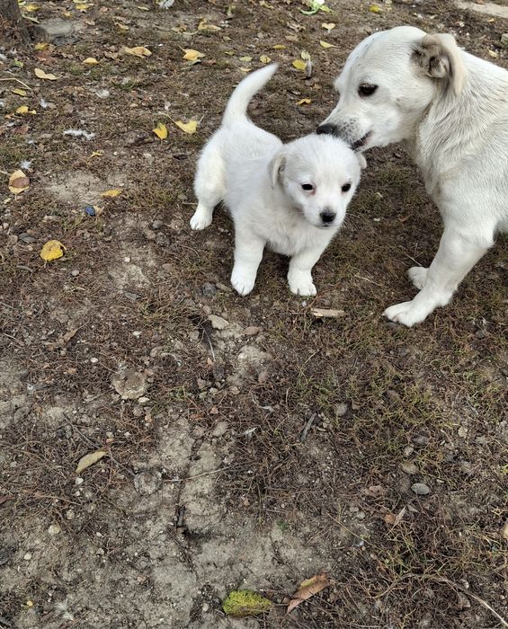 Donez / dau spre adopție cățelușa