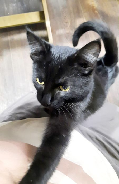 Черная кошечка ищет дом.