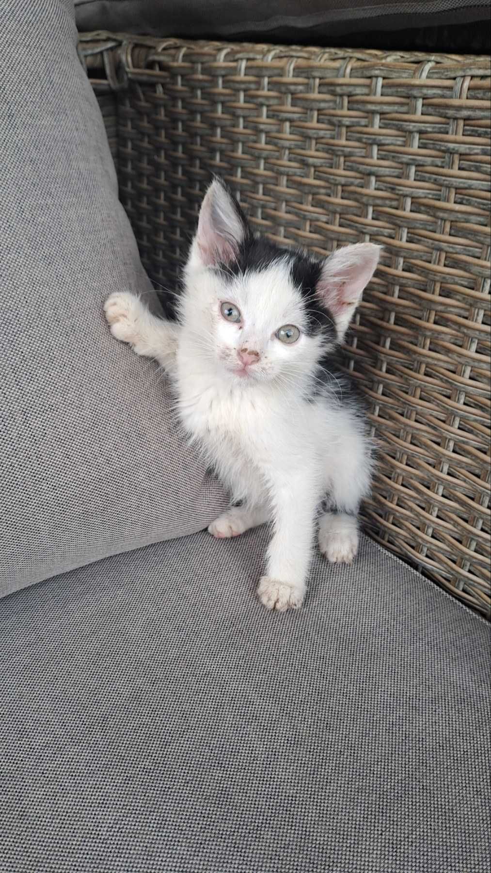 Подарявам мъжко коте