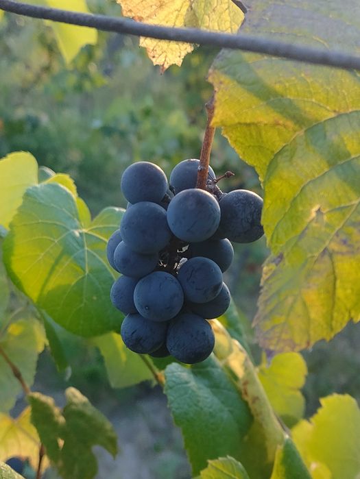 Struguri aromati căpșunica