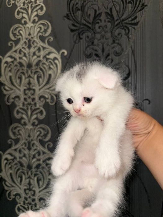 Сотилади скоттиш фолд киз хам угил хам бор