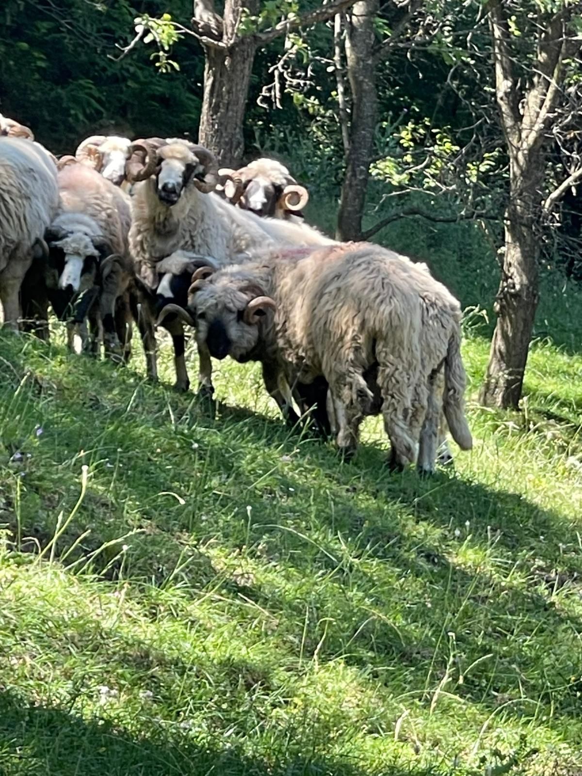 Berbeci de vânzare