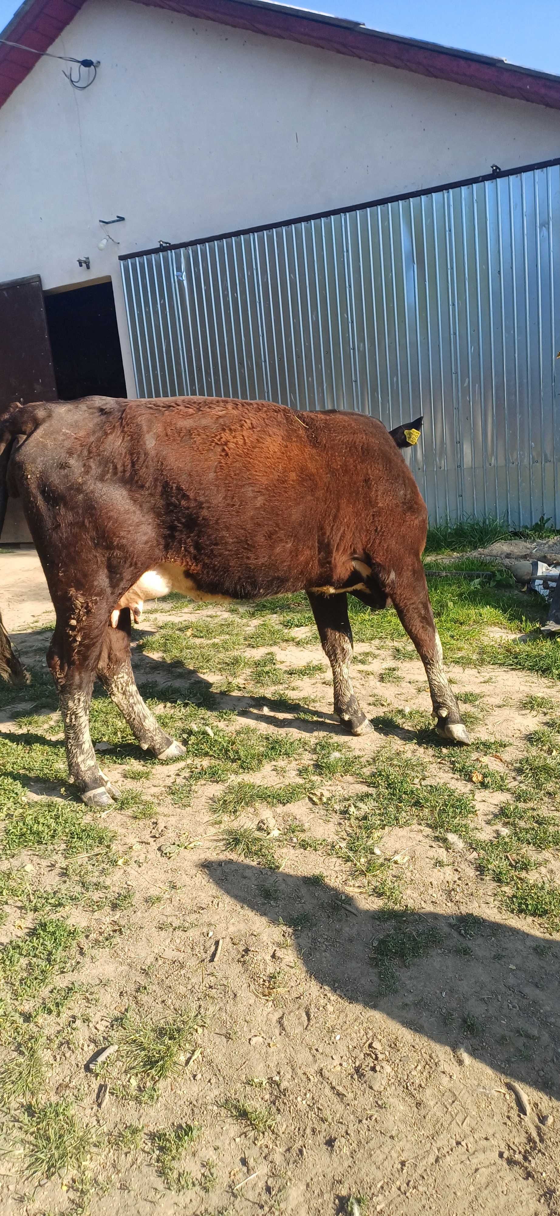 Vand juninca Angus cu vitel