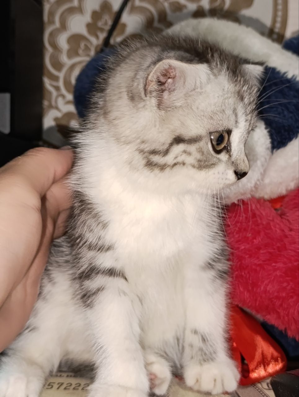 Продаются британские кошечки