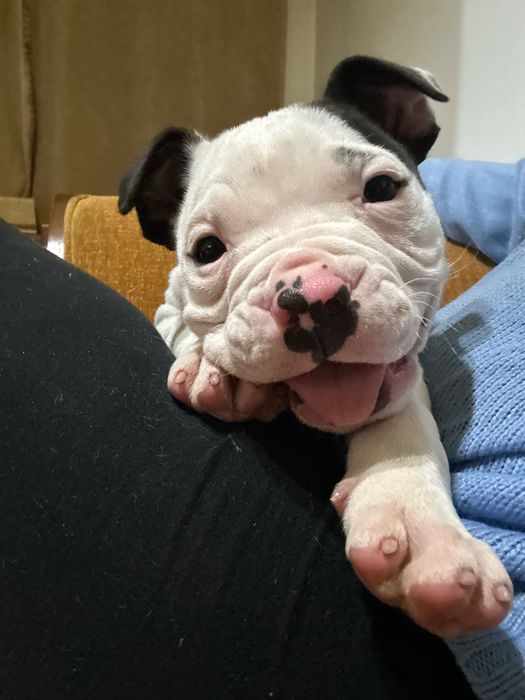 Американски Стафордшир териер