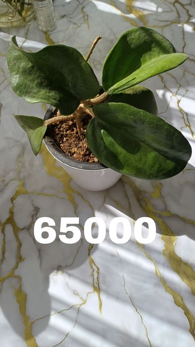 Продаются хойи. В горшках. Цены разные