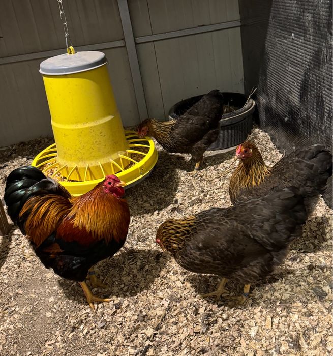 Familii wyandotte pitic varietatea gat auriu