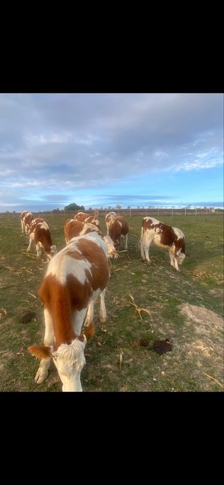 Juninci baltata romaneasca