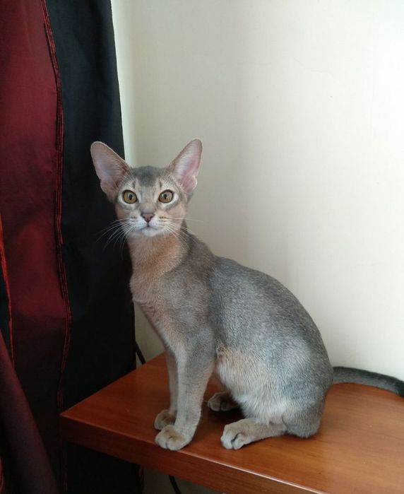 В поисках мамы !! Aбиссинский ГОЛУБОЙ !