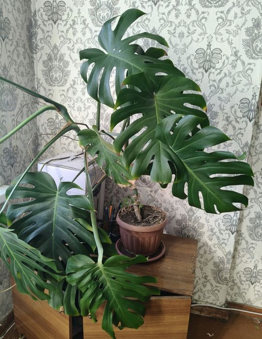 продаются домашние цветы, комнатные растения