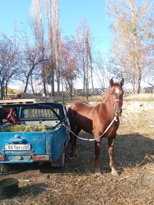 Ұрғашы Байтал, Жабағы ұрғашы тай сатылады.