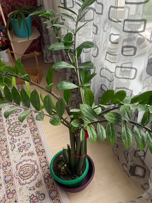 Комнатные цветы.