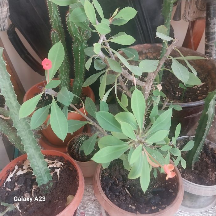 Комнатные цветы кактусы