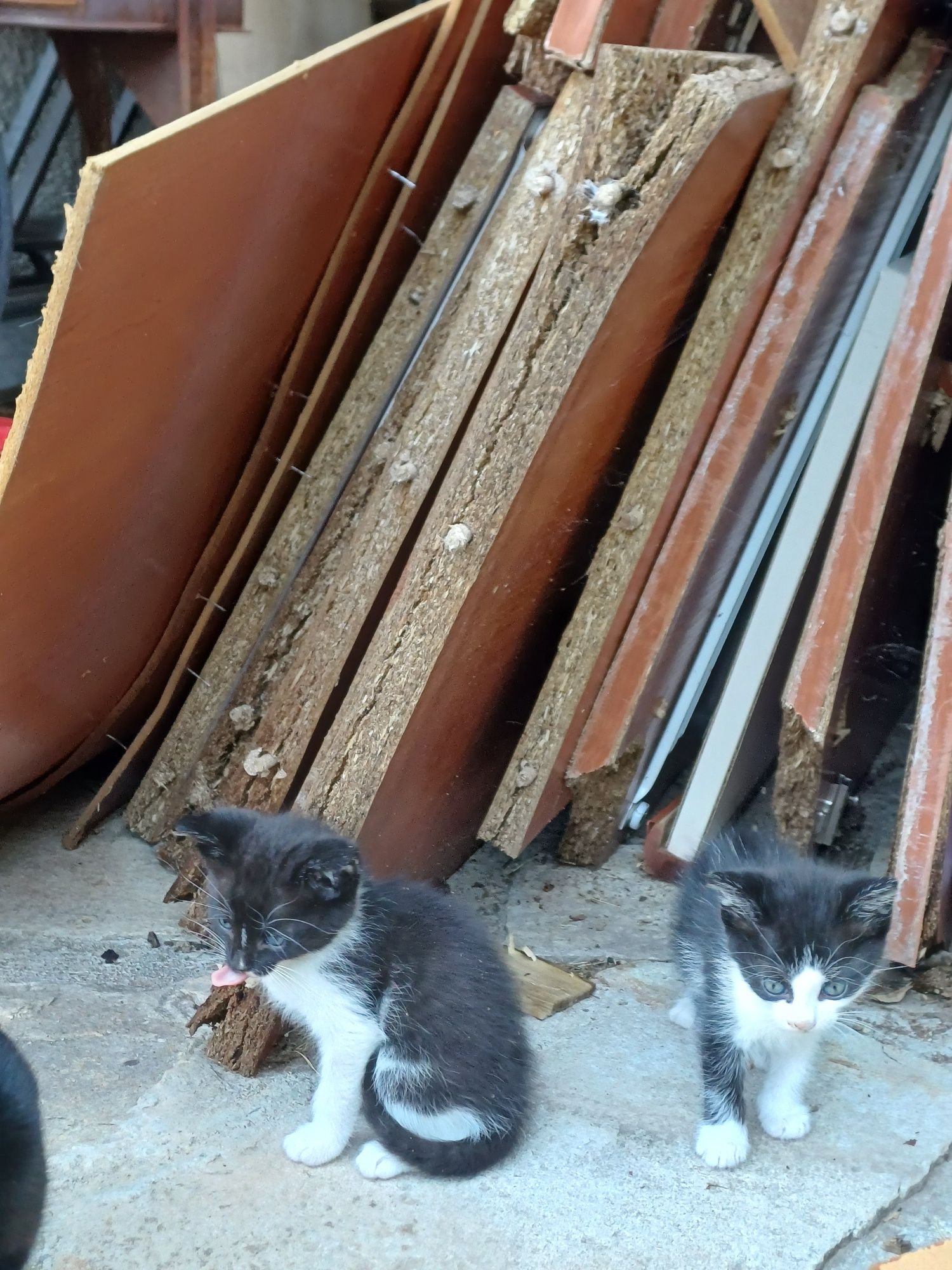 Подарявам котета
