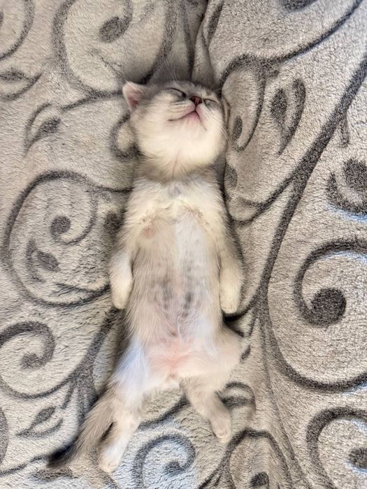 Продаётся кошка порода Серебристый шиншила