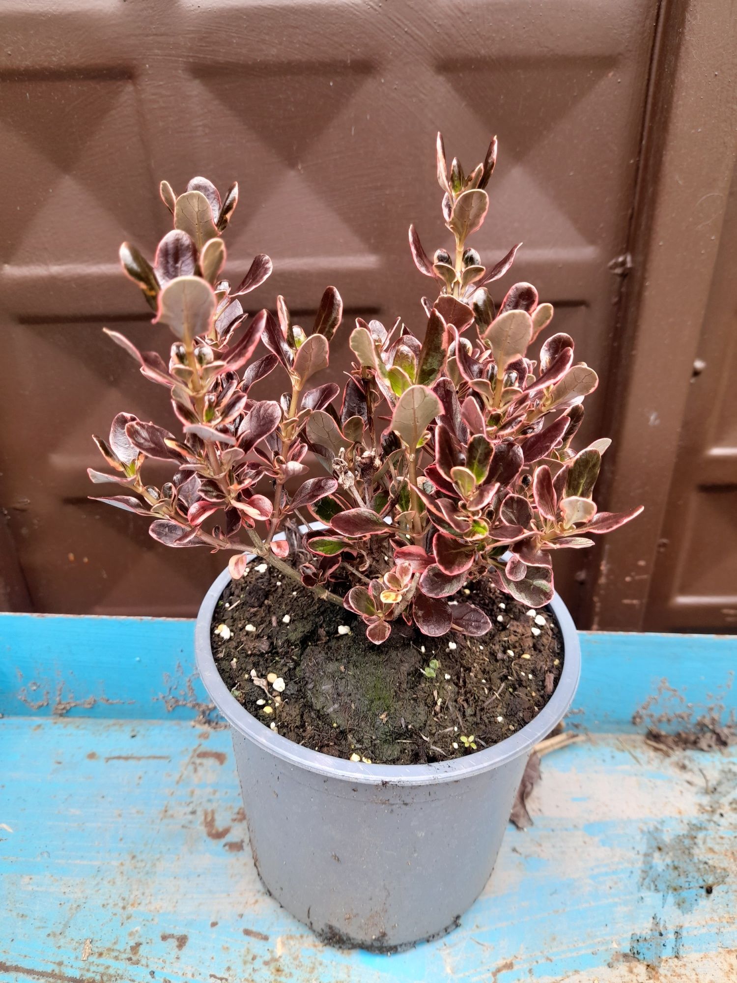 Копросма (Coprosma 'Eclipse')